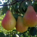 Prednosti i štete kruške za zdravlje muškaraca i žena